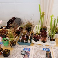 exposicao-da-primavera-2018