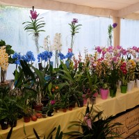 exposicao-da-primavera-2018