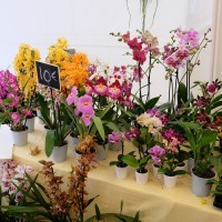 exposicao-da-primavera-2018