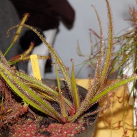 exposicao-da-primavera-2018