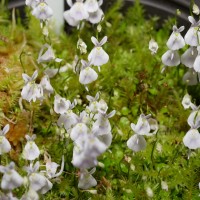 exposicao-da-primavera-2018