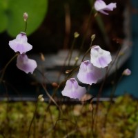 exposicao-da-primavera-2018