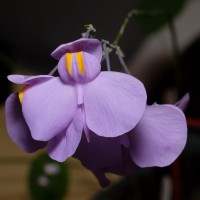 exposicao-da-primavera-2018