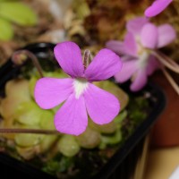 exposicao-da-primavera-2018