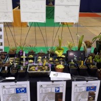 Lusoflora 2019